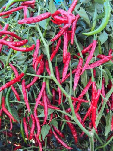 Hybrid Ramya Teja Chilli Seeds