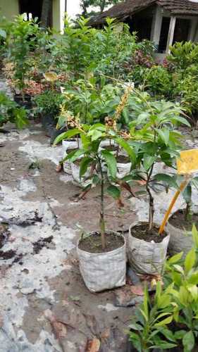 Mango Fruit Plants