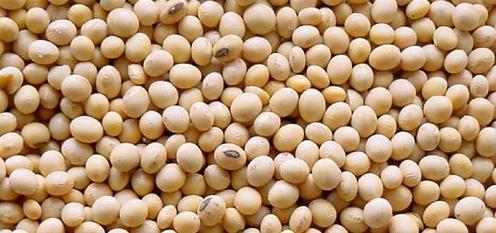 Soybean