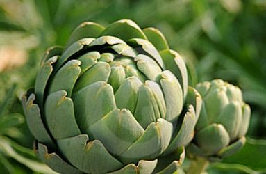 Artichoke Extract