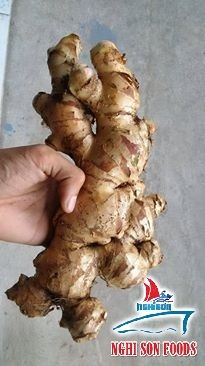 Fresh Ginger