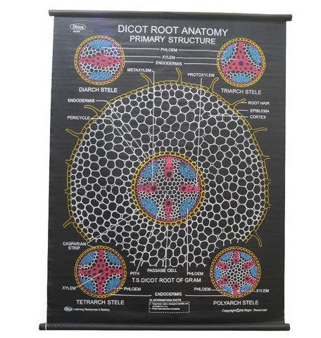 Dicot Root Chart