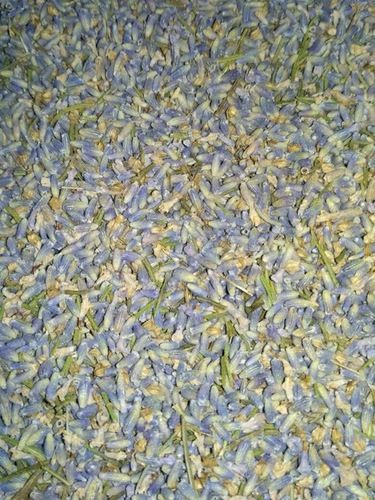 Levender Buds Indigo Dry And Fresh Leaves