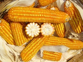 Corn Age Group: 3-4 Yrs