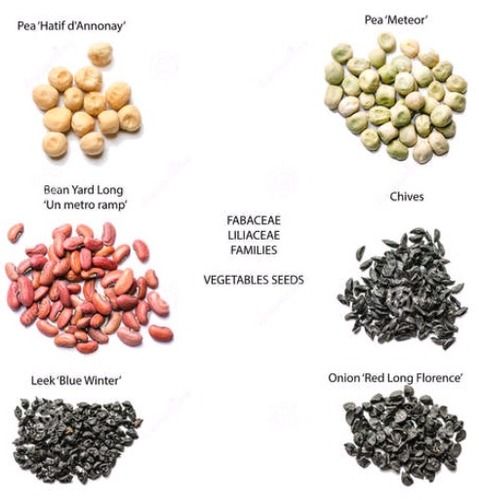 Vegetables Seeds