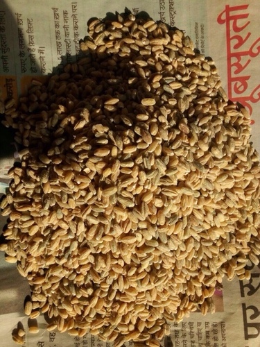 भूसी के साथ गेहूं की जौ और बिना भूसी मोती के बमुश्किल