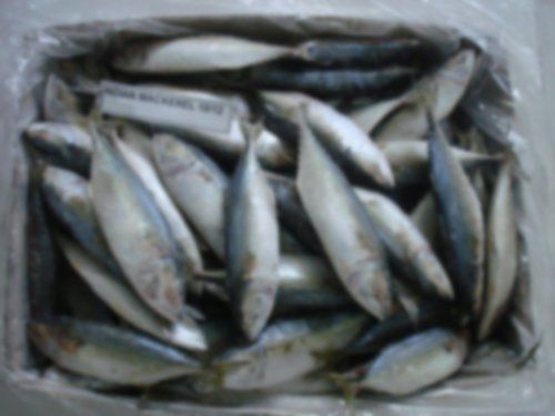 Indian Mackeral Fish