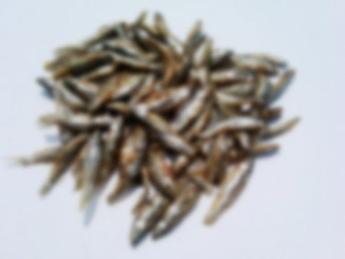 Fresh Water Anchovy A