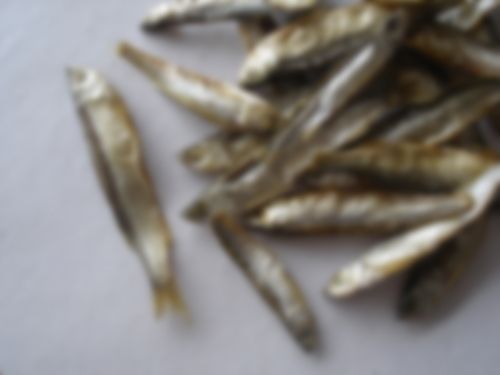 Fresh Water Anchovy (B)