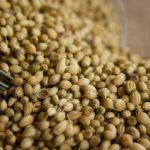 High Grade Coriander Seeds