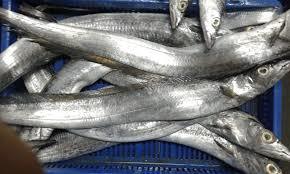 Ribbon Fish - Premium Quality, Fresh and Sustainable Seafood Supply | Ideal for Serious Global Buyers