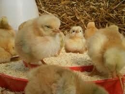 Broiler Chicks