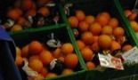 Good Quality Oranges