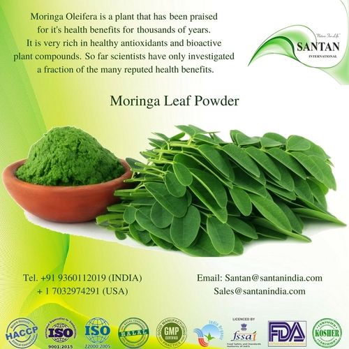 Pure Moringa Plant Drumstick Leaf Powder 