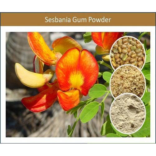 Premium Quality Natural Sesbania Gum Powder