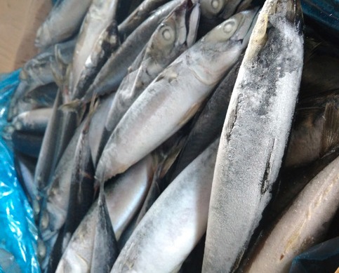 Frozen Mackerel Fish - Premium Quality, Freshly Packed in Corrugated Boxes , Thermo Col Boxes and Polythene Bags