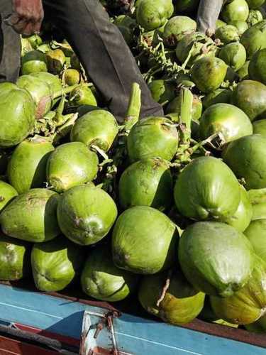 Naturally Fresh Green Coconut