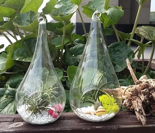 High Quality Glass Terrariums