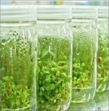 Banana Tissue Culture Plants