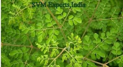 moringa dried leaves