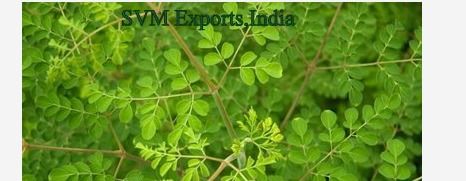 Brand Moringa Tea Cut Leaves