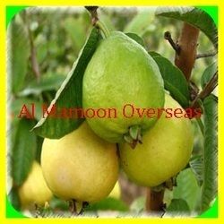 Fresh Guava - Frozen Green Peas, 200g to 5kg | Excellent Source of Thiamine, Niacin, Riboflavin, Calcium, Protein, Iron, Vitamin A