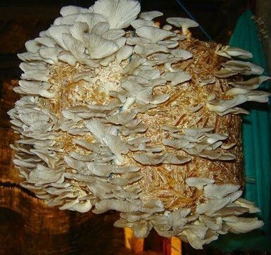 Oyster Mushroom