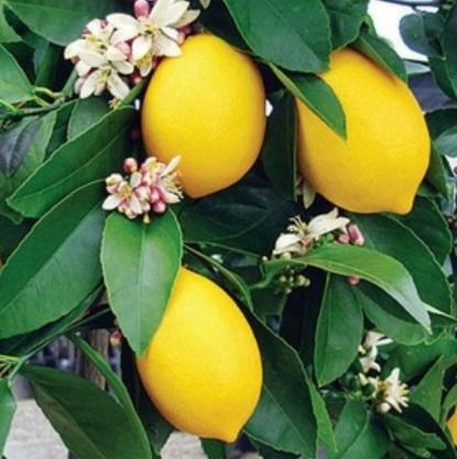 Naturally Grown Lemon Plant