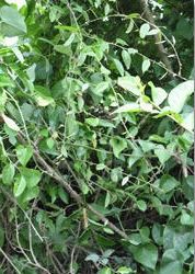 Tinospora Cordifolia