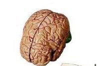 Brain Model with Skull