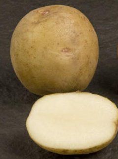 Atlantic Potato