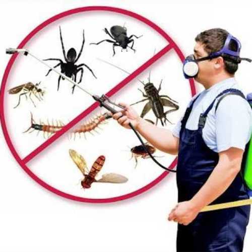 Termite (Deemak) Control Service By Ag Build Pest Control Pvt. Ltd.
