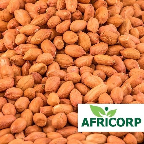High Quality And Nutritious Groundnut