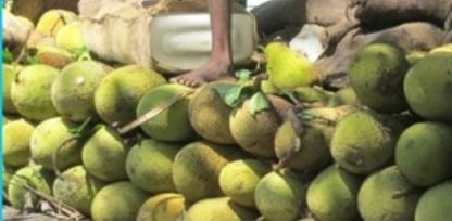 Fresh Jackfruit