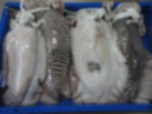 Frozen Cuttlefish Whole