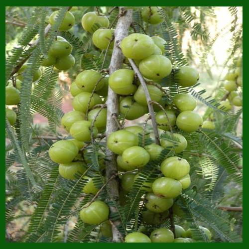 Grafted Amla Plant