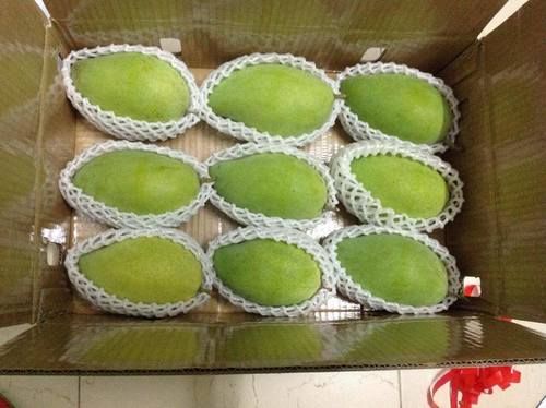 Green- Yellow Vietnamese Fresh Mango