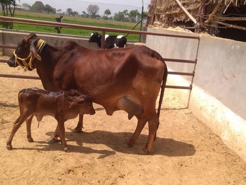 स्वस्थ और वयस्क साहीवाल नस्ल की गाय