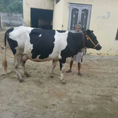 Healthy Holstein Friesian Breed Cow