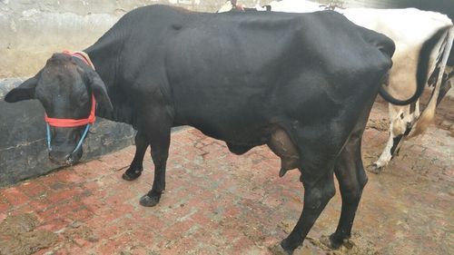 Holstein Friesian Cross Breed Cow