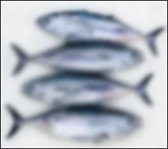 Frozen Tuna Fish
