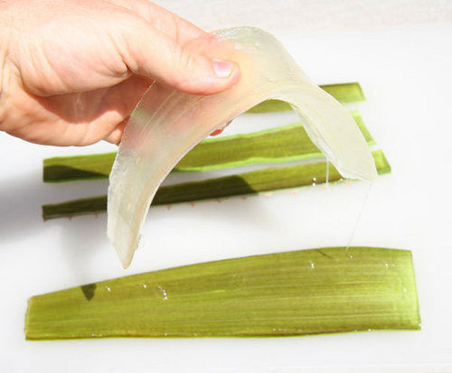 Aloe Vera Pulp - Fresh, Pure Quality | Delivery for Personal and Industrial Use, Aloe Vera Baby Plants Available