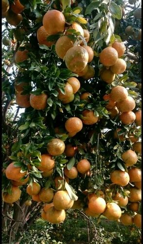 Organic Fresh Orange Fruit
