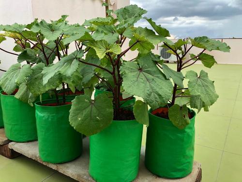 Hdpe Green Grow Bags Use: Terrace Gardening