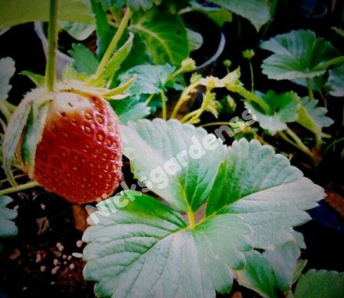 Exotic Strawberry Plant Big Fruits None GMO