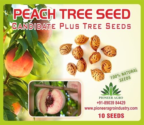 Peach Tree Seed 10 Seeds