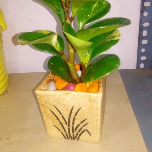 Square Ceramic Plant Pot