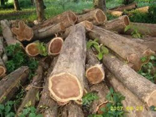 Natural Wooden Teak Timber