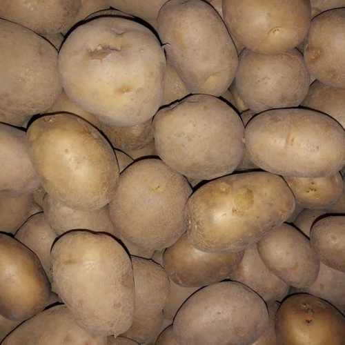 Fresh And Rich in Nutrition Potato