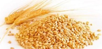 Premium Quality Milling Wheat